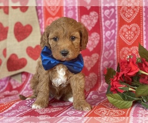 Cavapoo Puppy for sale in LANCASTER, PA, USA