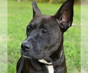 American Staffordshire Terrier-Unknown Mix Dogs for adoption in columbia, SC, USA
