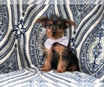 Small Photo #3 Yorkshire Terrier Puppy For Sale in LAKELAND, FL, USA