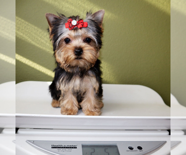 Medium Photo #5 Yorkshire Terrier Puppy For Sale in LOS ANGELES, CA, USA