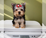 Small #4 Yorkshire Terrier