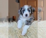 Puppy 3 Miniature Australian Shepherd-Poodle (Toy) Mix