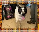 Small #2 Catahoula Leopard Dog