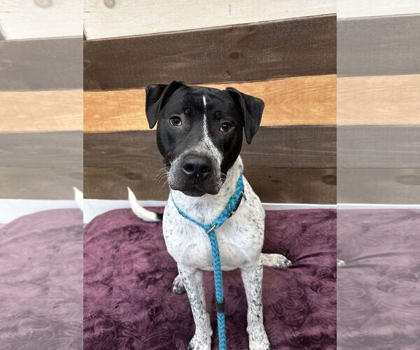 Medium Photo #10 American Pit Bull Terrier-Dalmatian Mix Puppy For Sale in Rockaway, NJ, USA