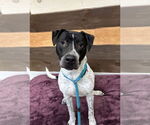 Small #9 American Pit Bull Terrier-Dalmatian Mix