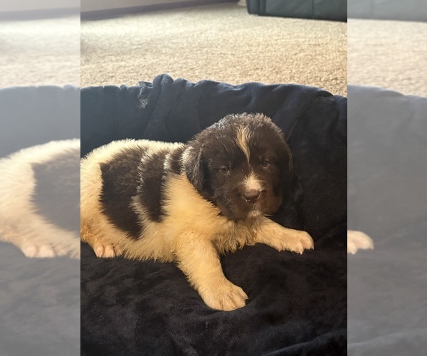 Medium Photo #5 Newfoundland Puppy For Sale in WAUSEON, OH, USA