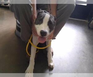 Mutt Dogs for adoption in Tulsa, OK, USA