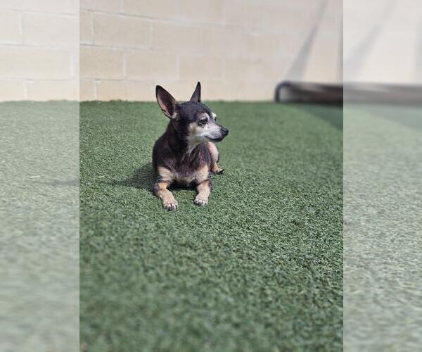Medium Photo #7 Chihuahua-Unknown Mix Puppy For Sale in Rockwall, TX, USA