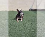 Small #6 Chihuahua Mix