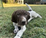 Puppy Moss German Shorthaired Pointer
