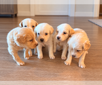 Litter of 5 - Male(s) and Female(s) Alaskan Husky-Cock-A-Poo MixLitter of Puppies for Sale - Small photo