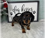 Small #2 Dachshund