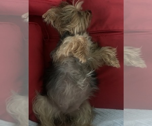 Yorkshire Terrier Puppy for sale in NAPLES, FL, USA