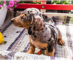 Small #14 Dachshund