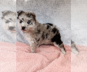 Pomsky Puppy for sale in ORANGE PARK, FL, USA