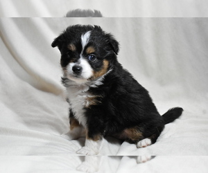 Miniature Australian Shepherd Puppy for sale in PALM COAST, FL, USA