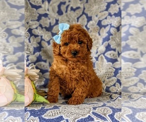 Poodle (Miniature) Puppy for sale in NEW PROVIDENCE, PA, USA