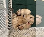 Small Photo #4 French Bulldog Puppy For Sale in RICHMOND, KY, USA