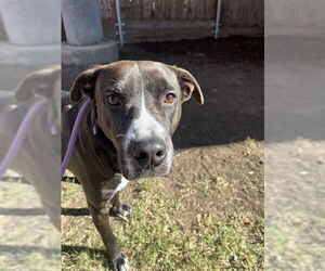 Mutt Dogs for adoption in Plano, TX, USA