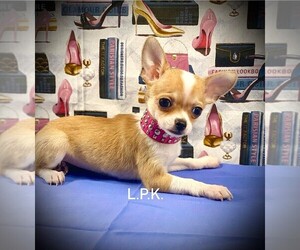 Chihuahua Puppy for sale in WINNSBORO, LA, USA