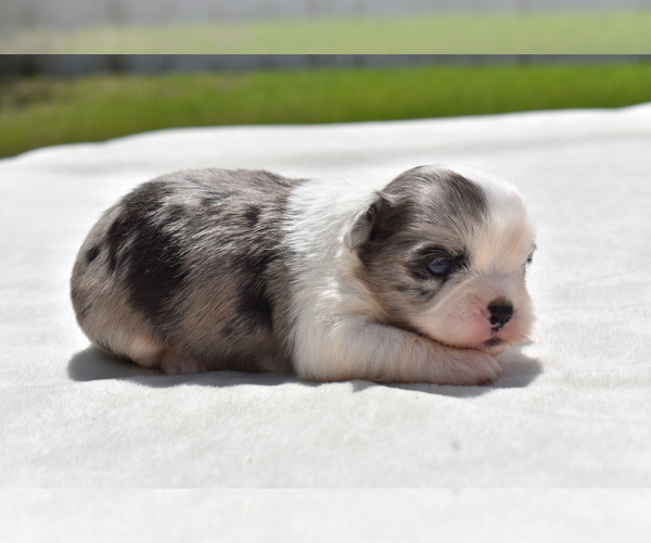 Medium Photo #3 Shih Aussie Puppy For Sale in PALM COAST, FL, USA