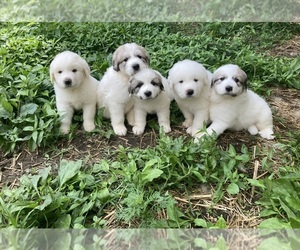 Great Pyrenees Puppy for sale in JONESBOROUGH, TN, USA