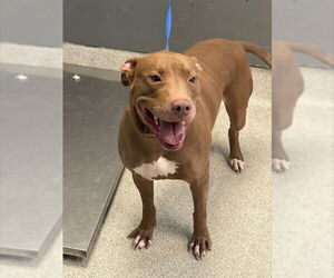 American Staffordshire Terrier-Unknown Mix Dogs for adoption in Tallahassee, FL, USA