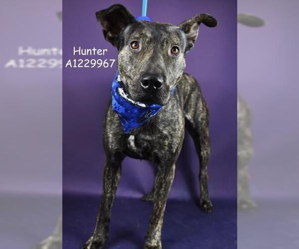 Medium Photo #1 Mutt Puppy For Sale in Bakersfield, CA, USA