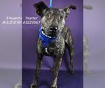 *HUNTER - Male Mutt Dog for Adoption - Small photo