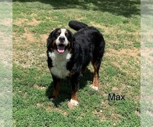 Father of the Bernese Mountain Dog puppies born on 04/12/2025