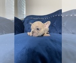 Small Photo #27 French Bulldog Puppy For Sale in BEVERLY HILLS, CA, USA
