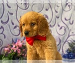 Small Photo #3 Golden Retriever Puppy For Sale in LANCASTER, PA, USA