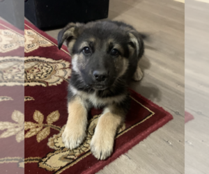 German Shepherd Dog Puppy for sale in TAYLORS, SC, USA