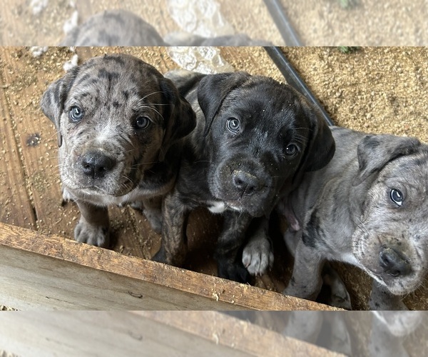 Medium Photo #10 Cane Corso-Daniff Mix Puppy For Sale in CHESAPEAKE, OH, USA