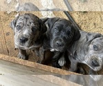 Small #9 Cane Corso-Daniff Mix