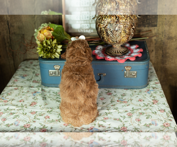 Medium Photo #5 Miniature Labradoodle Puppy For Sale in NAPPANEE, IN, USA