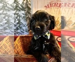 Small Photo #4 Aussiedoodle Miniature  Puppy For Sale in BUSH, LA, USA