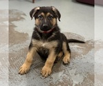 Small #13 German Shepherd Dog