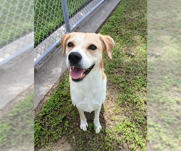 Medium Photo #1 Labrador Retriever-Unknown Mix Puppy For Sale in Corpus Christi, TX, USA