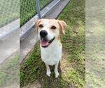 Small Labrador Retriever Mix