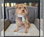 Small Photo #1 Norfolk Terrier-Unknown Mix Puppy For Sale in Princeton, MN, USA
