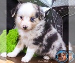 Small #1 Miniature Australian Shepherd