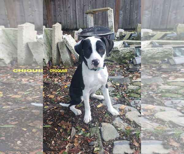 Medium Photo #3 Beagle-Unknown Mix Puppy For Sale in Woodland Hills, CA, USA
