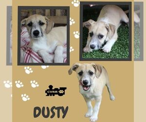 Mutt Dogs for adoption in Lindsay, CA, USA