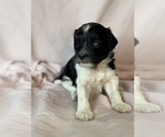 Oreo - Female Bernedoodle (Miniature) Puppy for Sale - Photo #11