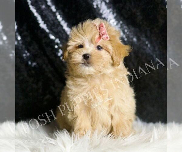 Medium Photo #5 Maltipoo Puppy For Sale in WARSAW, IN, USA
