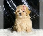 Small #4 Maltipoo