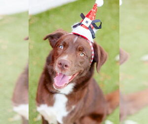 Labrador Retriever-Unknown Mix Dogs for adoption in Canton, CT, USA