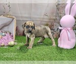 Small #4 Catahoula Leopard Dog