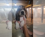 Puppy Charm Basset Hound